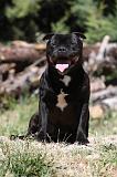 STAFFIE 403